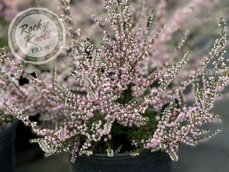 Calluna H.E. Beale Heather plant from Rocky Knoll Farm