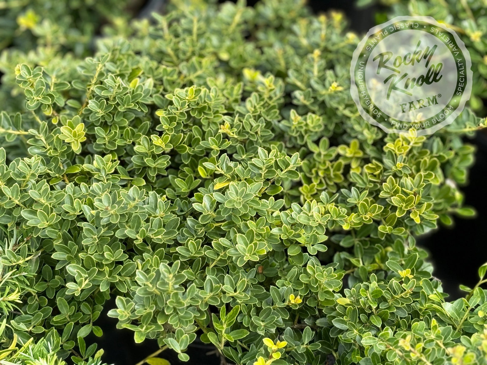 Ilex crenata 'Helleri' - Rocky Knoll Farm