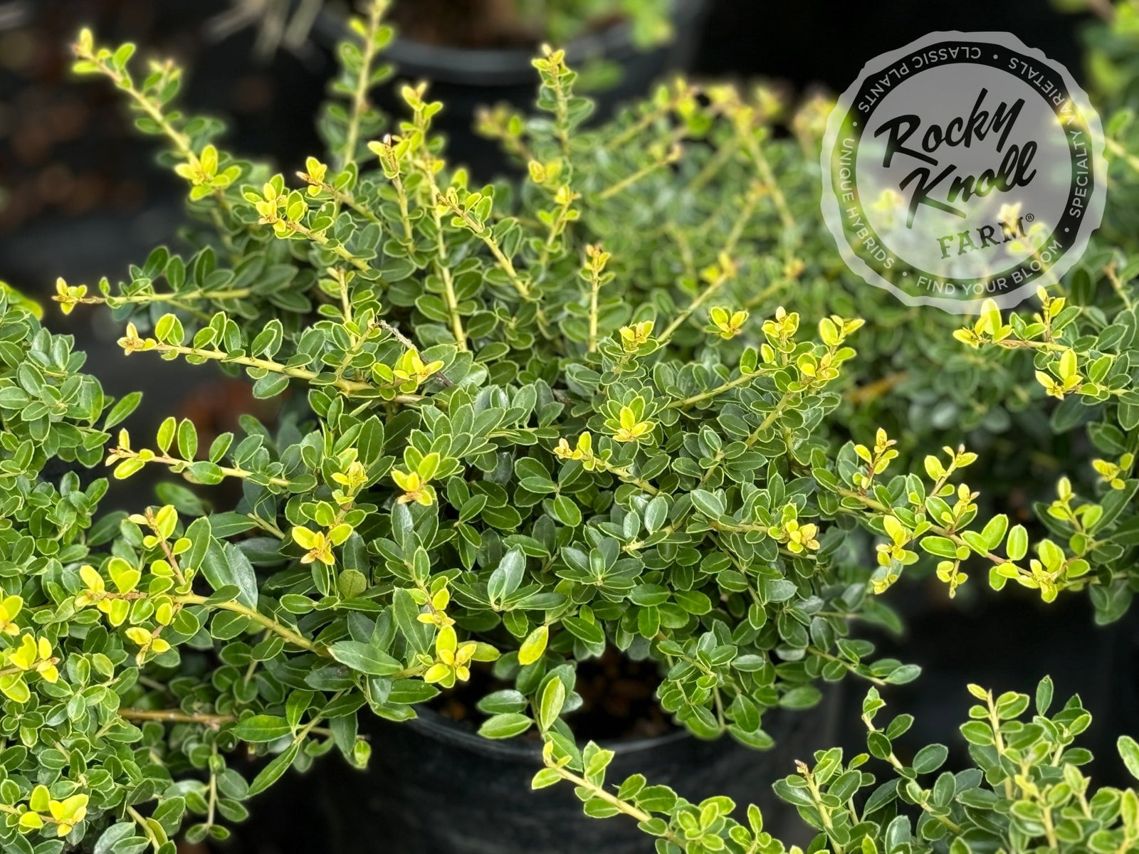 Ilex crenata 'Helleri' - Rocky Knoll Farm