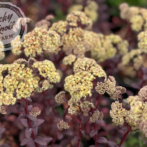 sedum banana succulent Sedum Banana Split