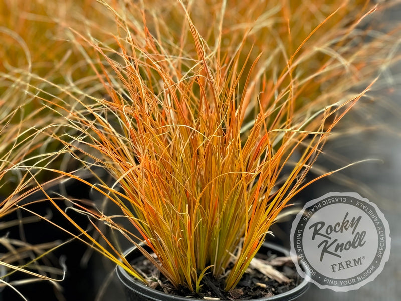Carex testacea 'Prairie Fire' plant from Rocky Knoll Farm