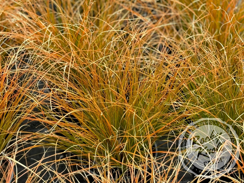 Carex testacea 'Prairie Fire' plant from Rocky Knoll Farm