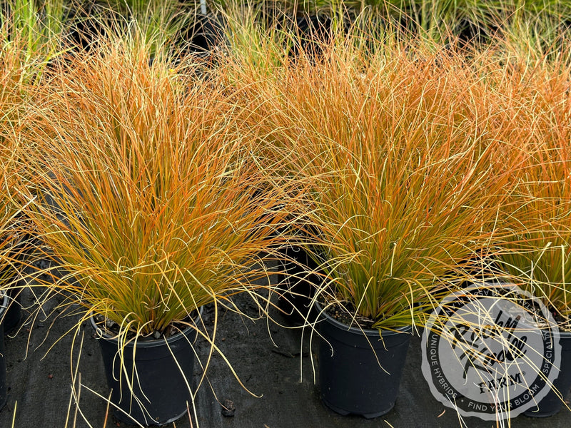 Carex testacea 'Prairie Fire' plant from Rocky Knoll Farm