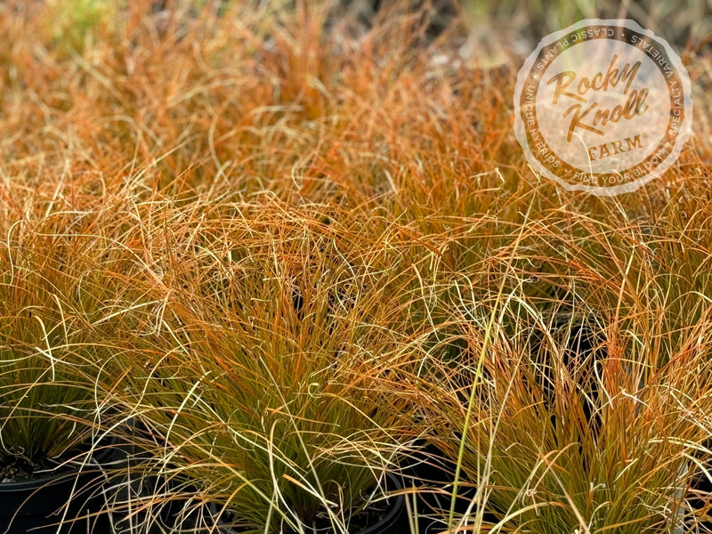 Carex testacea 'Prairie Fire' plant from Rocky Knoll Farm