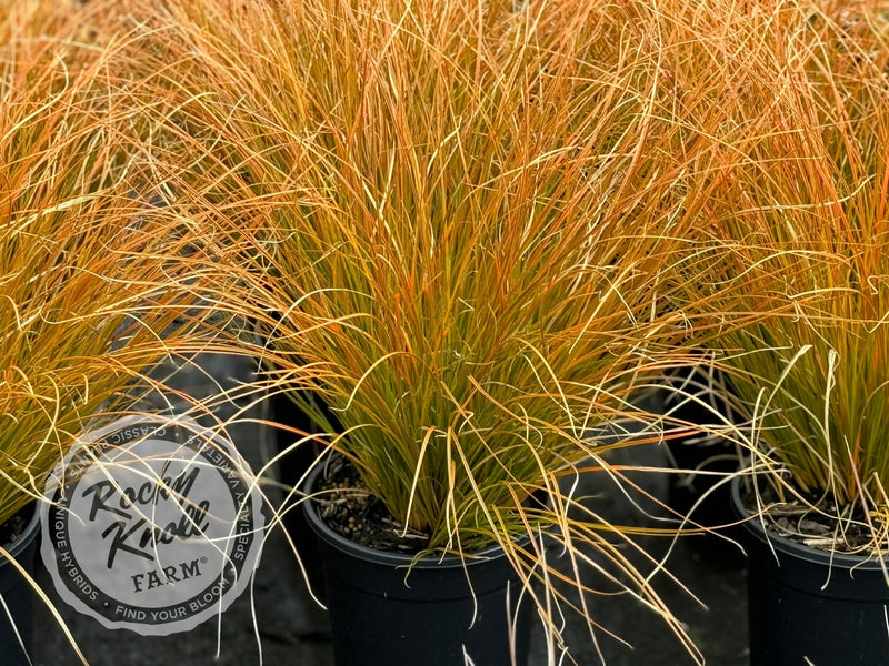Carex testacea 'Prairie Fire' plant from Rocky Knoll Farm