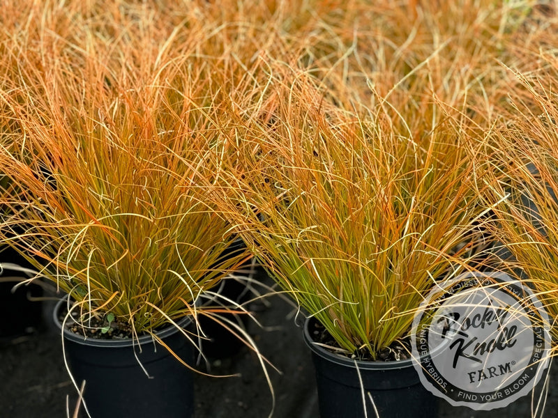 Carex testacea 'Prairie Fire' plant from Rocky Knoll Farm