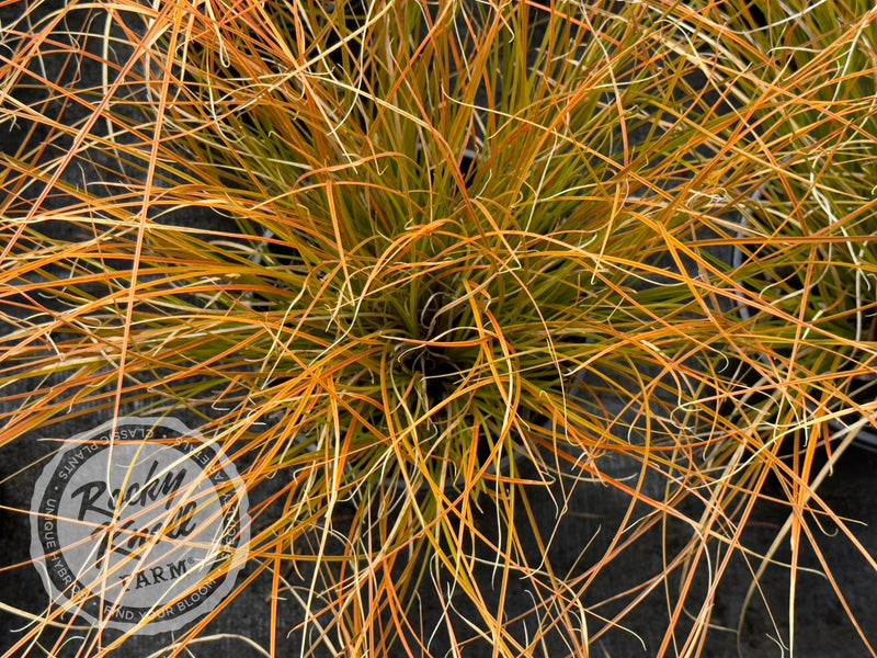 Carex testacea 'Prairie Fire' plant from Rocky Knoll Farm