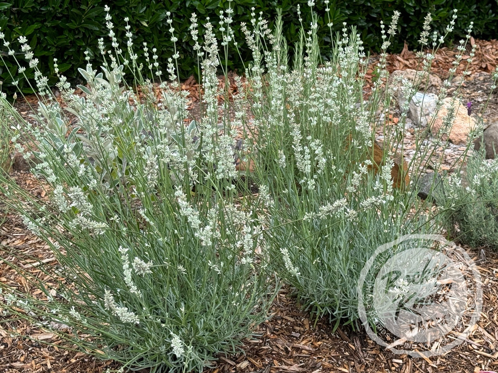 big lavender plants White Grosso Lavender 'Alba' (Lavendula x intermedia)