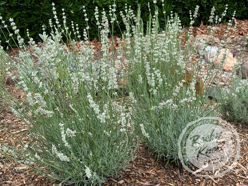 where can i buy white lavender plants White Grosso Lavender 'Alba' (Lavendula x intermedia)