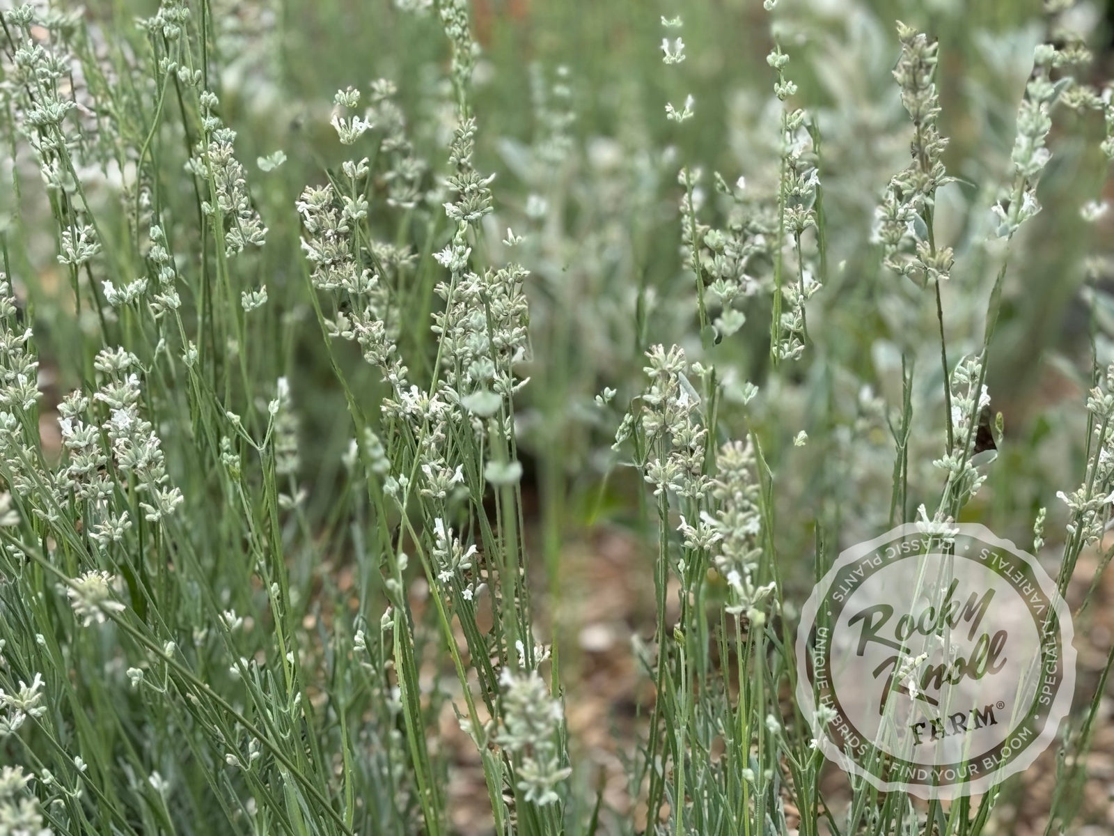 lavender alba plants White Grosso Lavender 'Alba' (Lavendula x intermedia)