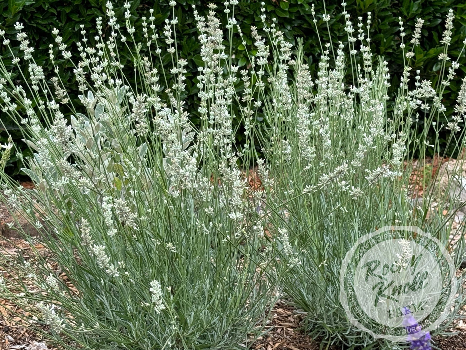 white lavender plants near me White Grosso Lavender 'Alba' (Lavendula x intermedia)