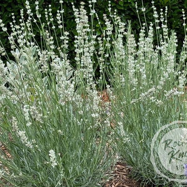 white lavender plant White Grosso Lavender 'Alba' (Lavendula x intermedia)