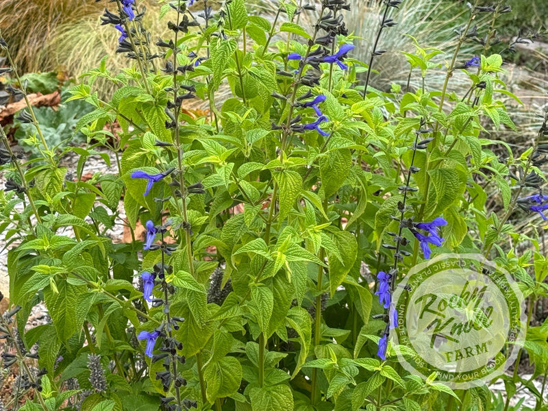 Salvia guarinitica 'Black and Blue' (Anice - Scented Sage) plant from Rocky Knoll Farm