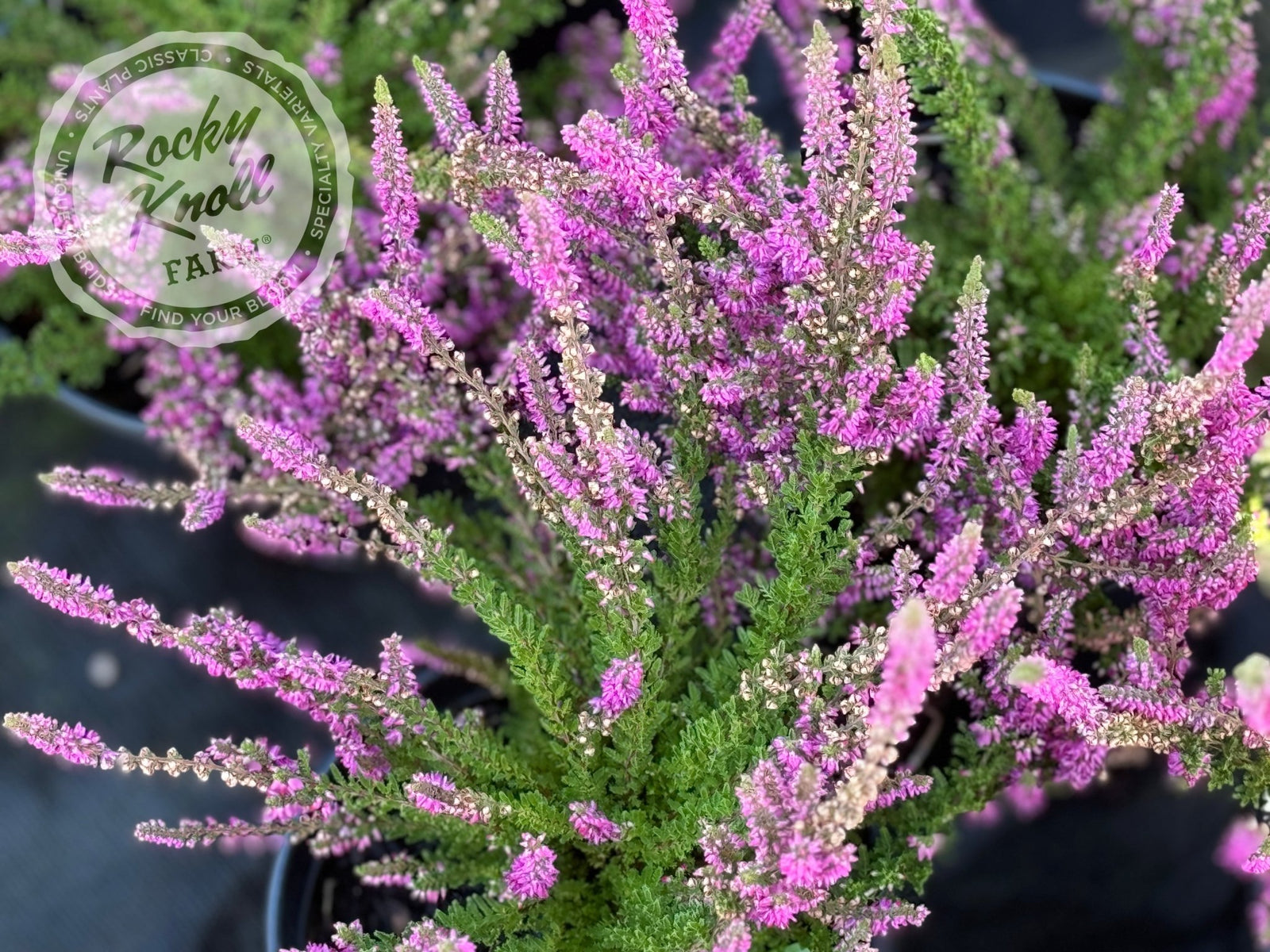 Calluna Dark Beauty Heather