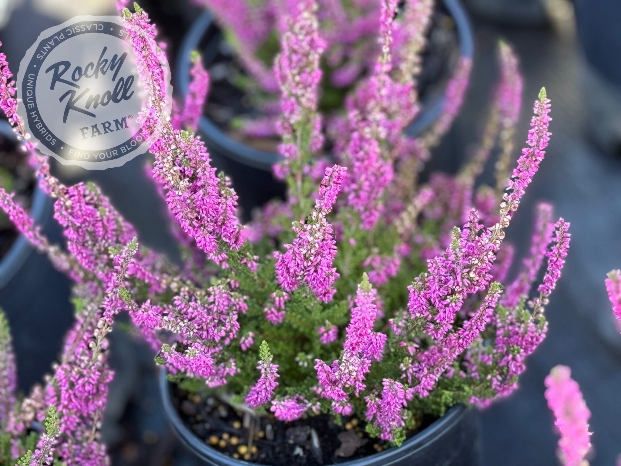 Calluna Dark Beauty Heather - Rocky Knoll Farm