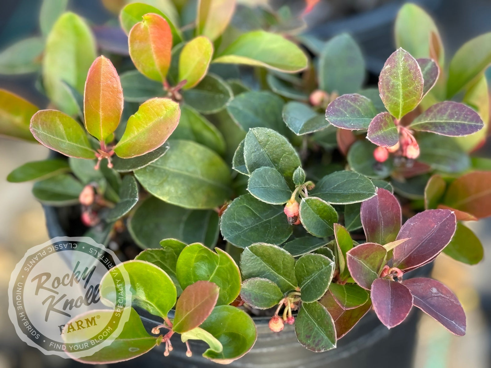 Gaultheria procumbens (Wintergreen) - Rocky Knoll Farm