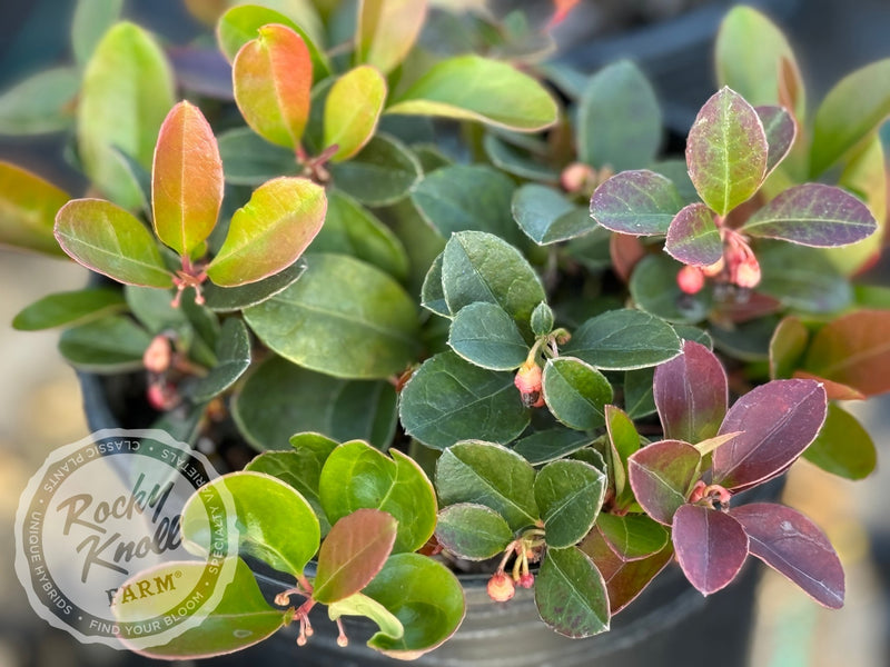 Gaultheria procumbens (Wintergreen) plant from Rocky Knoll Farm