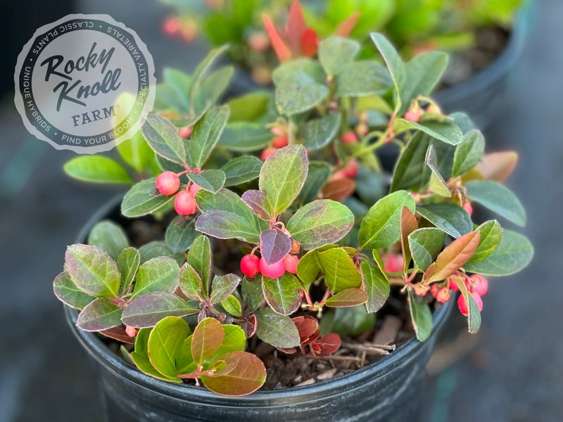 Gaultheria procumbens (Wintergreen) plant from Rocky Knoll Farm