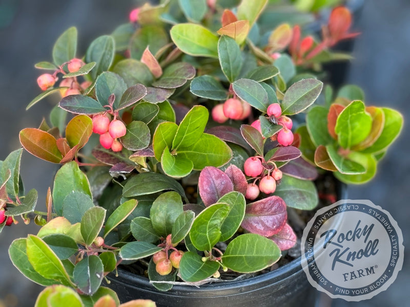 Gaultheria procumbens (Wintergreen) plant from Rocky Knoll Farm