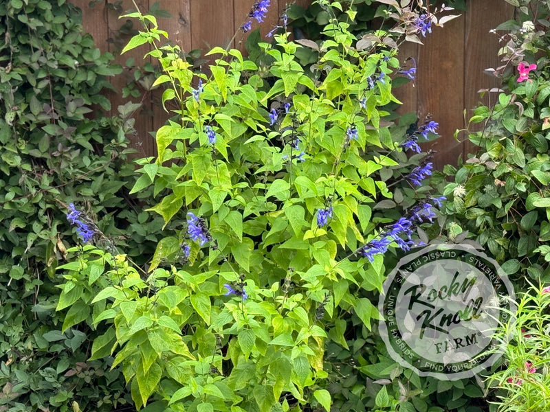 Salvia guarinitica 'Black and Blue' (Anice - Scented Sage) plant from Rocky Knoll Farm