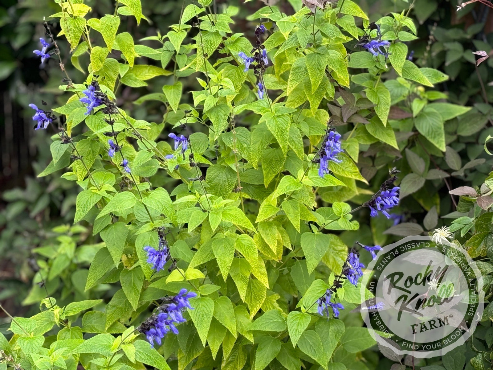Salvia guarinitica 'Black and Blue' (Anice-Scented Sage) - Rocky