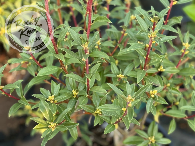 R. davidsonianum plant from Rocky Knoll Farm