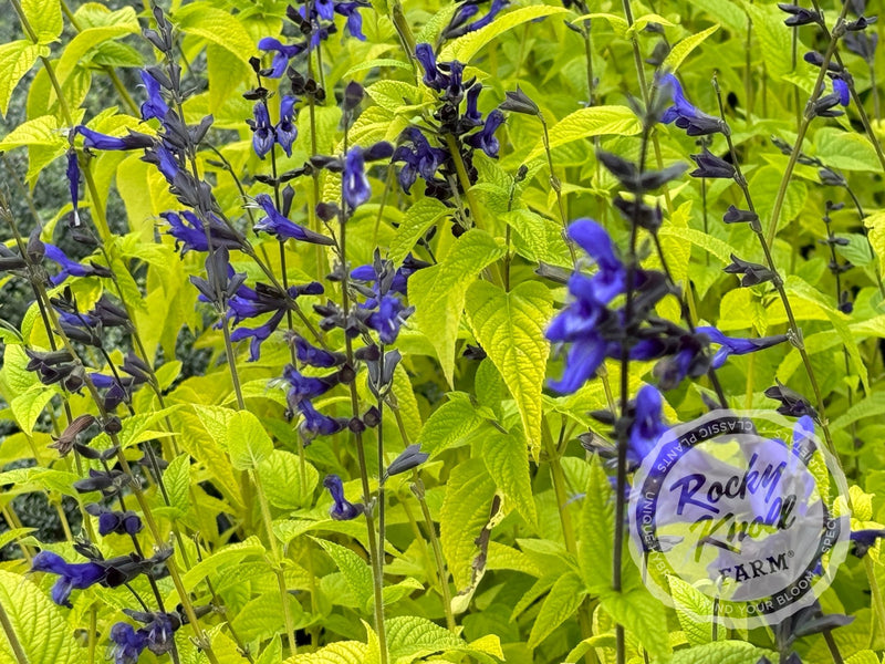 Salvia guarinitica 'Black and Blue' (Anice - Scented Sage) plant from Rocky Knoll Farm