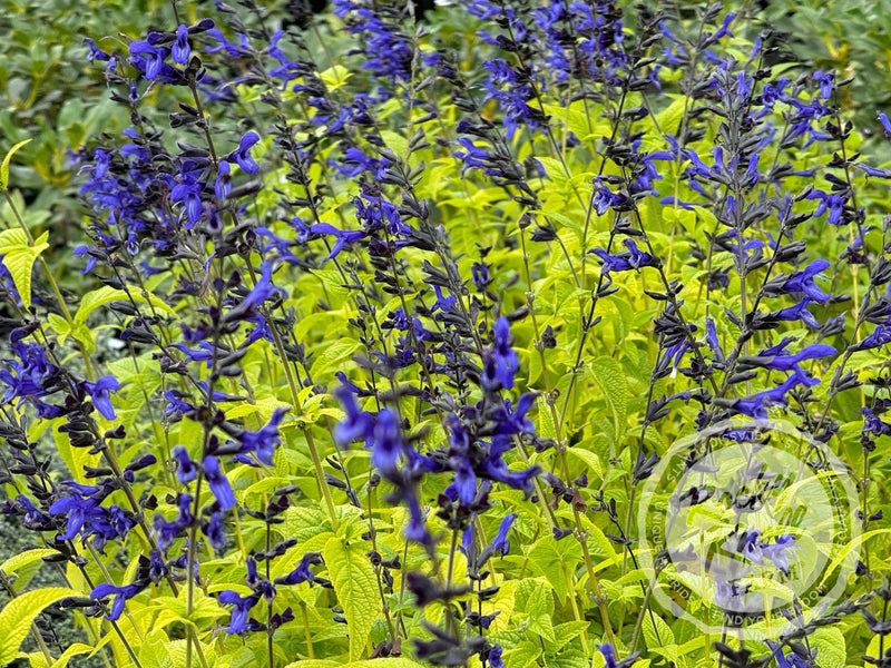 Salvia guarinitica 'Black and Blue' (Anice - Scented Sage) plant from Rocky Knoll Farm