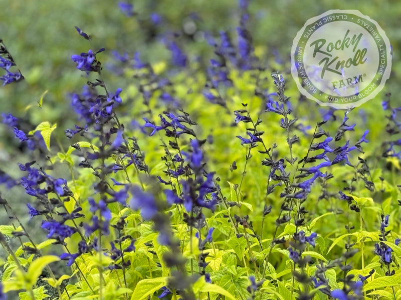 Salvia guarinitica 'Black and Blue' (Anice - Scented Sage) plant from Rocky Knoll Farm