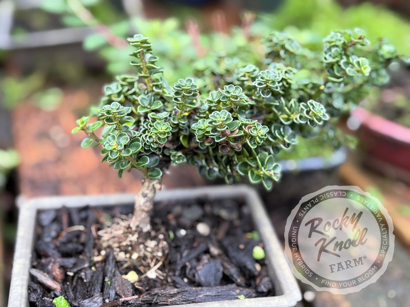 Ilex crenata 'Dwarf Pagoda' plant from Rocky Knoll Farm