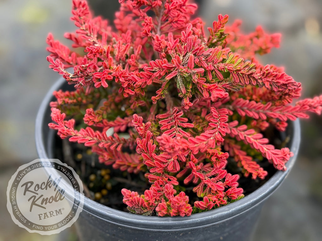 Calluna Blazeaway Heather
