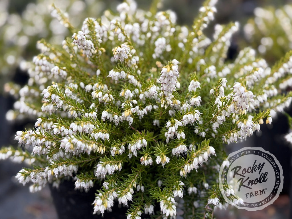 Erica Mediterranean White Heath