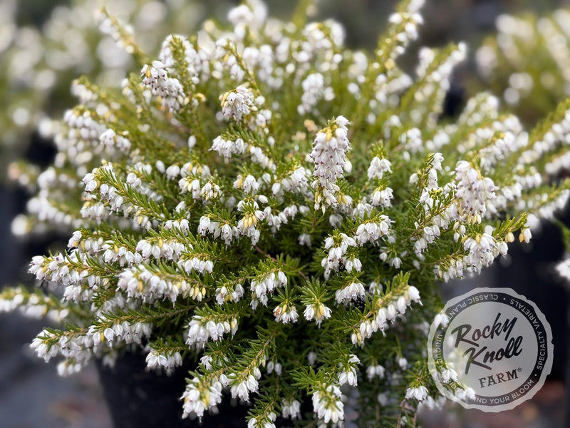 Erica Mediterranean White Heath plant from Rocky Knoll Farm