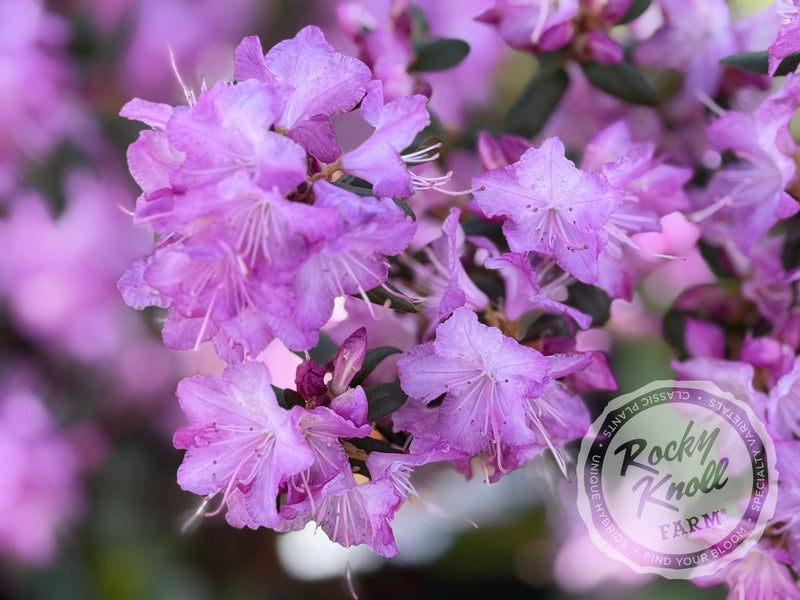 Conemaugh plant from Rocky Knoll Farm