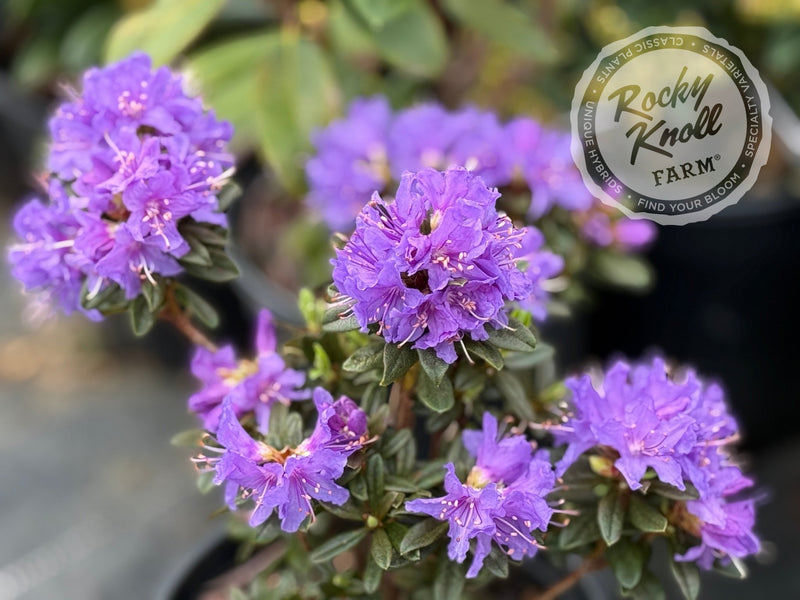 Songbird plant from Rocky Knoll Farm