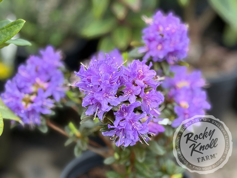 Songbird plant from Rocky Knoll Farm
