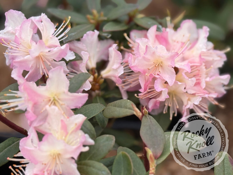 Mary Fleming plant from Rocky Knoll Farm
