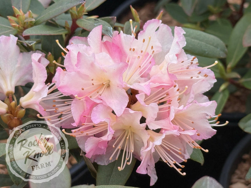 Mary Fleming plant from Rocky Knoll Farm