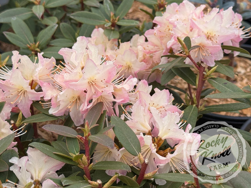 Mary Fleming plant from Rocky Knoll Farm