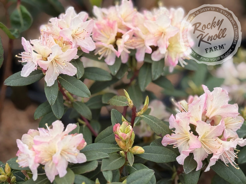 Mary Fleming plant from Rocky Knoll Farm