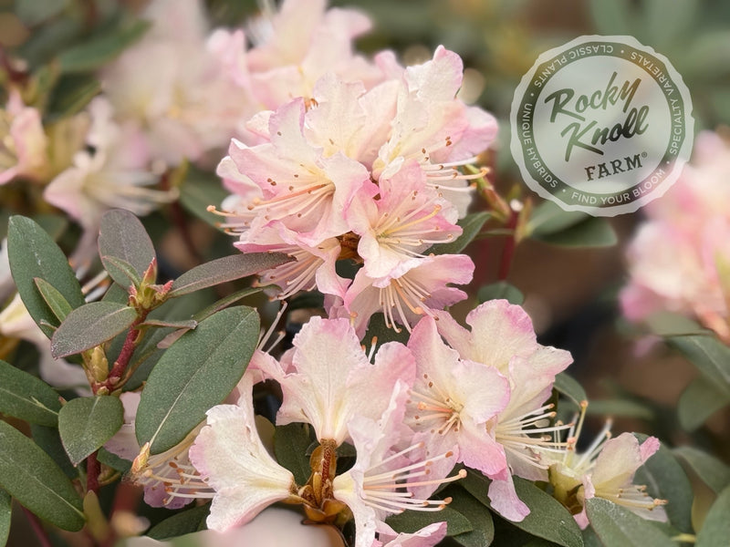 Mary Fleming plant from Rocky Knoll Farm