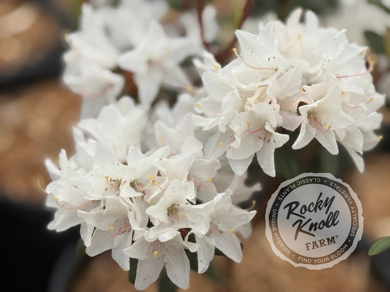 Sugar Puff plant from Rocky Knoll Farm