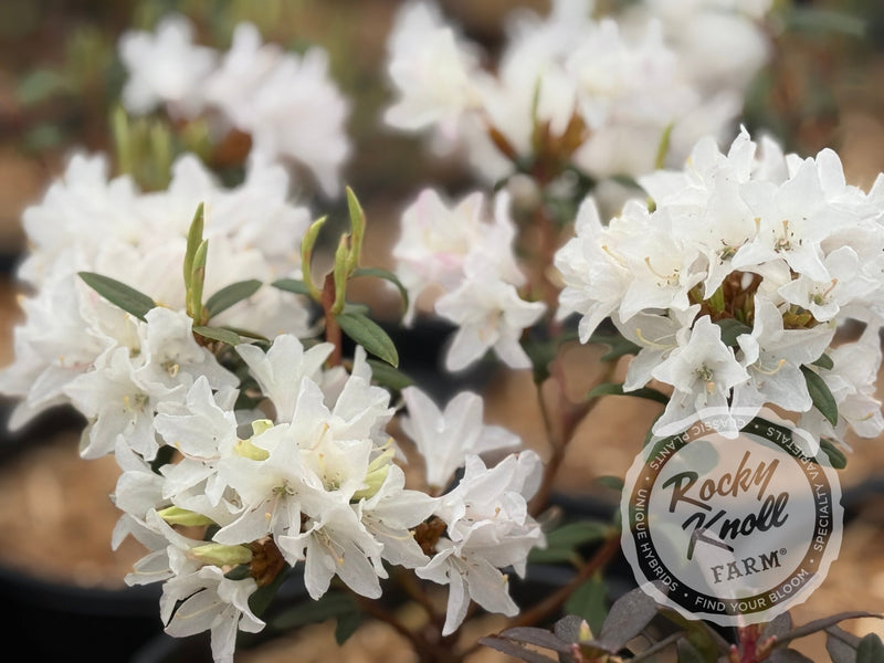 Sugar Puff plant from Rocky Knoll Farm