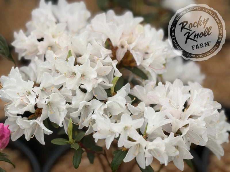 Sugar Puff plant from Rocky Knoll Farm