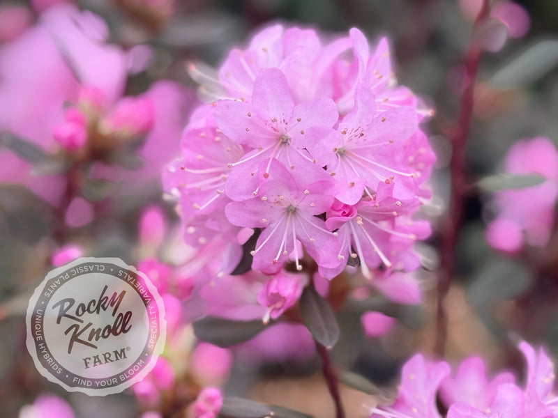 R. racemosum plant from Rocky Knoll Farm