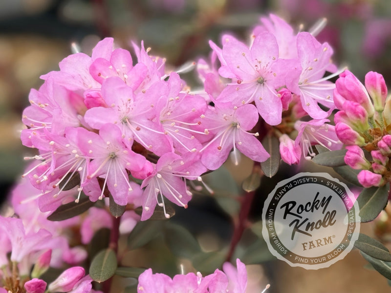 R. racemosum plant from Rocky Knoll Farm