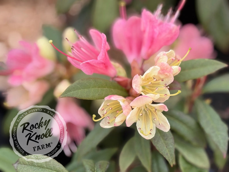 Crossbill plant from Rocky Knoll Farm
