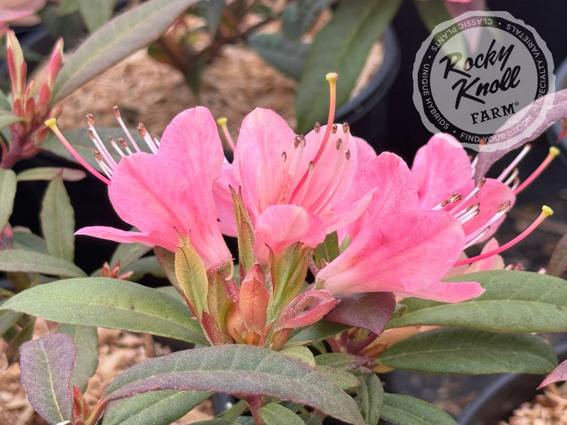 Crossbill plant from Rocky Knoll Farm