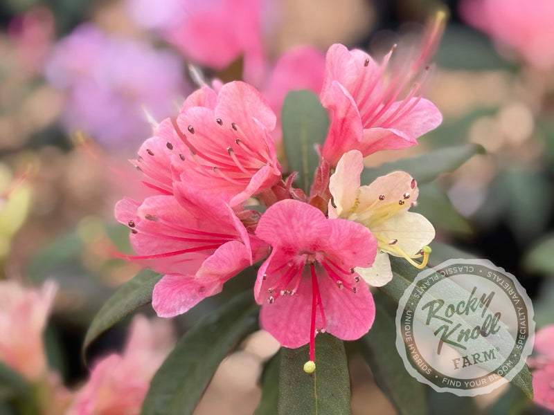 Crossbill plant from Rocky Knoll Farm