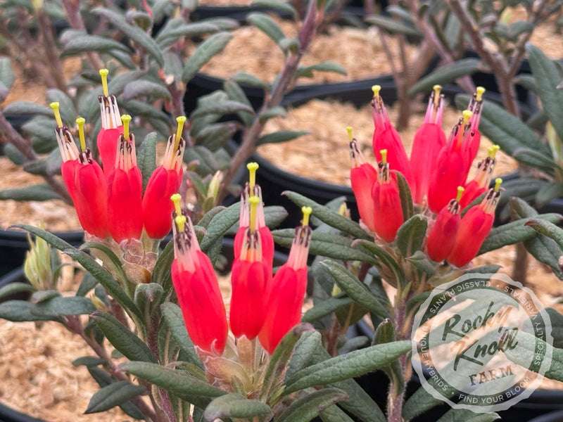 R. spinuliferum plant from Rocky Knoll Farm